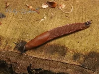 Geleedpotigen [Arthropoda]